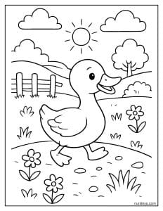 דף צביעה של ברווז הולך בשדה כפרי בין פרחים וגדר