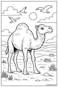 Camel Coloring Page with Birds Flying Over Desert