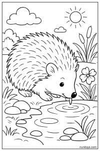 דף צביעה של קיפוד שותה מים מנחל קטן בטבע