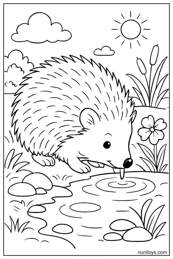 דף צביעה של קיפוד שותה מים מנחל קטן בטבע