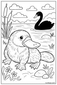 Platypus Resting Near Black Swan Coloring Illustration