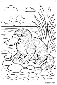 Platypus Resting on Pebbles by Sunset Coloring Illustration