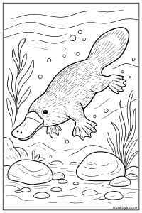 Coloring Page of a Platypus Diving Underwater