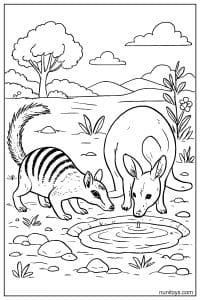 Numbat and Baby Kangaroo Drinking at a Waterhole Coloring Page