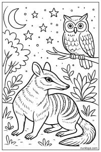 Numbat Under the Stars with an Owl Coloring Sheet