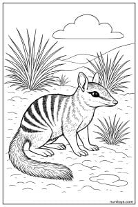 Numbat Walking Through Open Grassland Coloring Page
