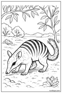 Numbat Sniffing the Woodland Ground Coloring Sheet
