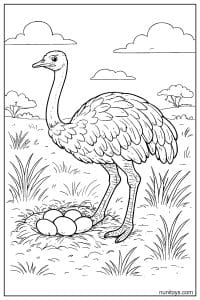 Ostrich Standing Beside Nest of Eggs Coloring Page