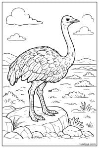 Ostrich Standing on Rock Above Grassland Coloring Page