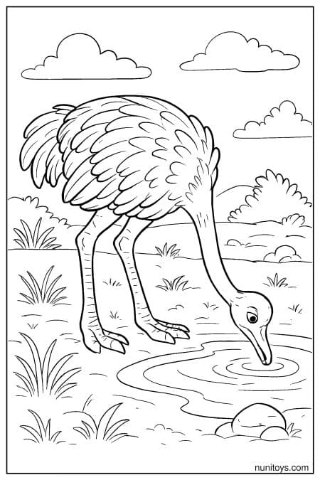 Ostrich Drinking at Waterhole Coloring Page