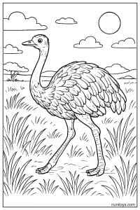 Ostrich Walking Through Tall Grassland Coloring Page