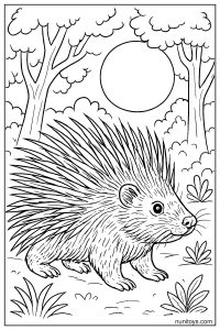 Porcupine Walking Under Forest Sun Coloring Sheet
